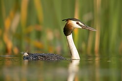 Great Crested Grebe 1 - Penrith.jpg