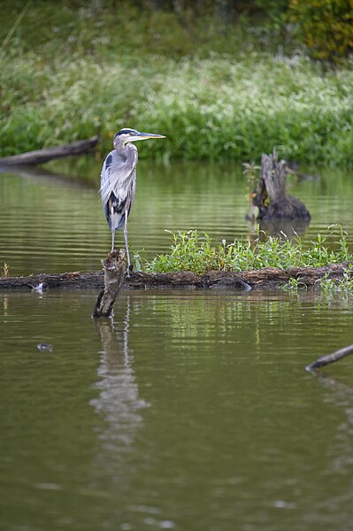 File:Great blue heron huntley meadows 9.25.23 DSC 0857-topaz-denoiseraw.jpg