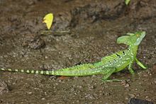 Male plumed basilisk Green basilisk male.JPG