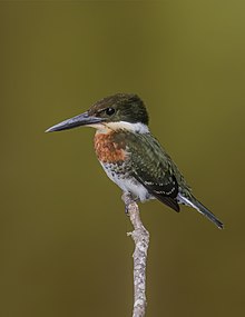 Male C. a. septentrionalis, Panama Green kingfisher (Chloroceryle americana septentrionalis) male 2.jpg