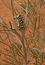 Miniatura para Grevillea hookeriana