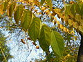 Lišće (Gymnocladus dioicus)