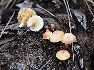 <i>Gymnopilus palmicola</i> Species of fungus