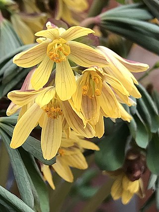 <i>Gymnospermium</i> Genus of flowering plants belonging to the barberry family