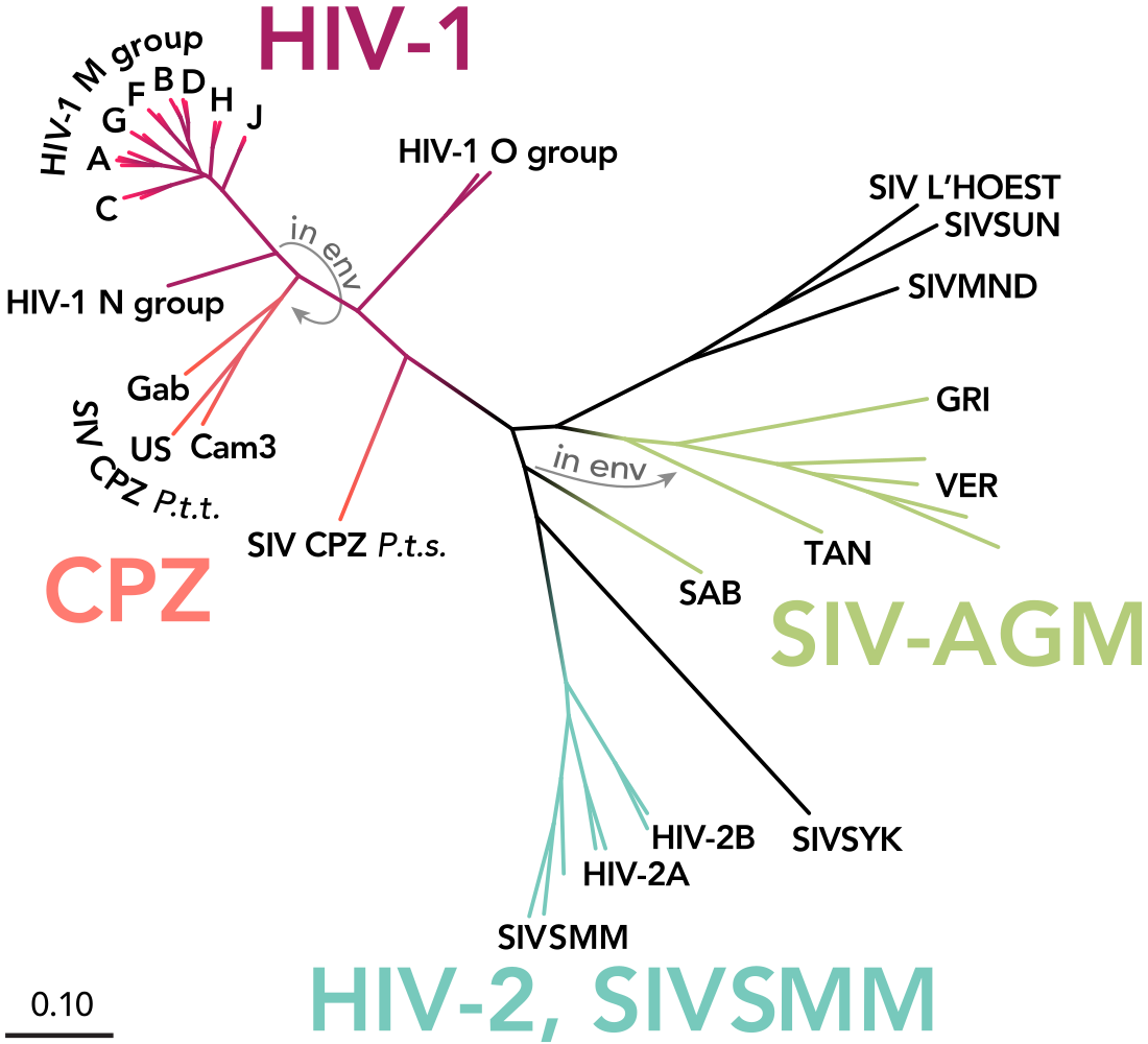 HIV亚型