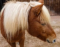 Rank: 34 The mane of a Shetland pony