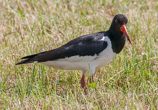 Haematopus ostralegus