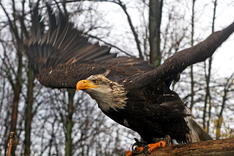 File:Haliaeetus leucocephalus 003.jpg