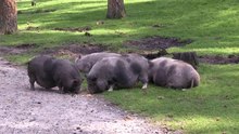 Fil:Haltern - Naturwildpark Granat - Pot-bellied pig 04 (1) ies.webm