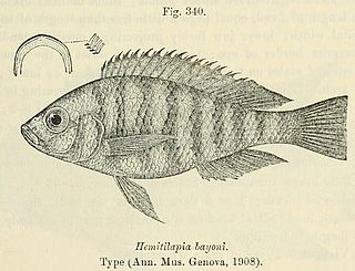 <i>Haplochromis obliquidens</i>