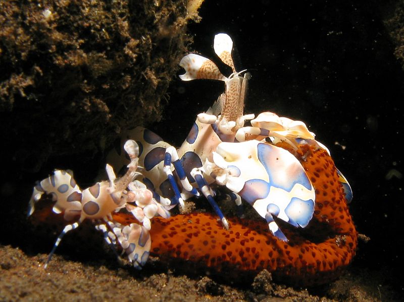 File:Harlequin Shrimps - Hymenocera Elegans.jpg