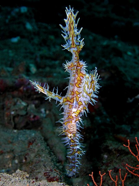 File:Harlequin ghost pipefish.jpg