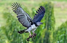 Harpy Eagle Harpia harpyja adult female perched in the Atlantic