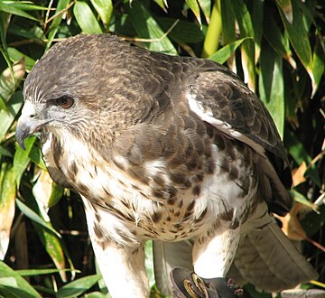 Buteo solitarius