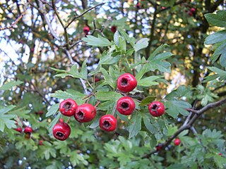 <i>Crataegus monogyna</i> Species of flowering plant in the rose family Rosaceae