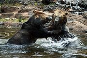 Bears (Ursus arctos) in at San Francisco Zoo