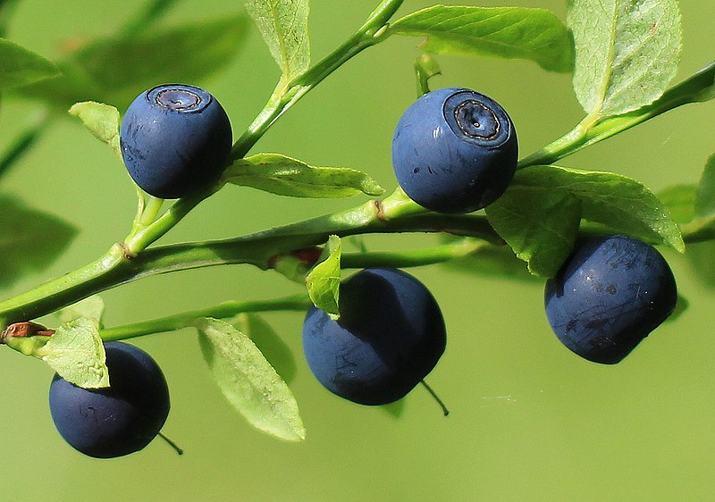 File:Heidelbeeren auf dem Ast IMG 3415WI2.jpg