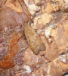 Helcystogramma lutatella (35432256260) .jpg