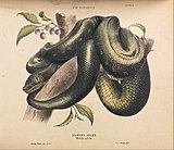 The Diamond Snake, Morelia spilotes, illustration by Helena Forde, from Krefft's The Snakes of Australia (1869).