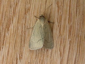 Heliocheilus species, probably either Heliocheilus moribunda or H. aberrans Heliocheilus sp.1.jpg