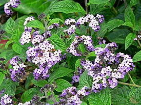 Tuoksuheliotrooppi (Heliotropium arborescens)