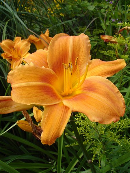 File:Hemerocallis Rocket City1UME.jpg