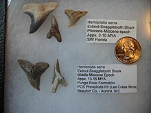 Several Hemipristis serra teeth from two different locations in the U.S., housed in a large ryker display. Hemipristis serra snaggettoth shark teeth 007.jpg