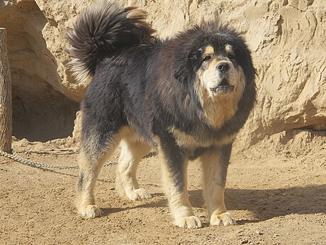 Mastino tibetano