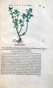 Herbarum vivae eicones-1-73-239.png