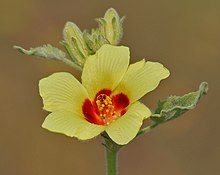 Hibiscus panduriformis à Kawal WS, AP W IMG 1648.jpg