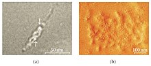 Миниатюра для Файл:High-resolution transmission electron microscopy image of chitin.jpg