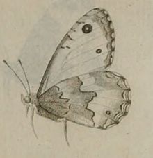 Hipparchia aristaeus1.jpg