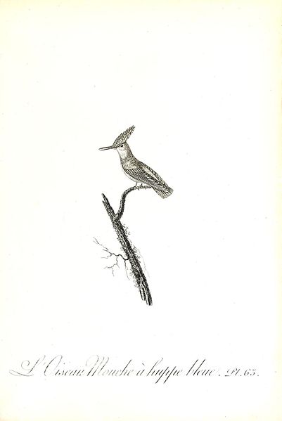 File:Histoire naturelle et générale des colibris, oiseaux-mouches, jacamars et promerops (Pl. 63) (8596849629).jpg