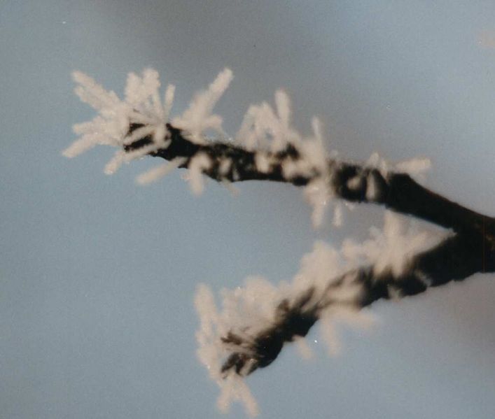 File:Hoar frost macro2.jpg