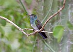 Miniatura per Colibrí amazília d'Hondures