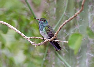 <span class="mw-page-title-main">Honduran emerald</span> Species of hummingbird