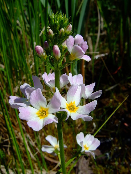 File:Hottonia palustris 1a.jpg