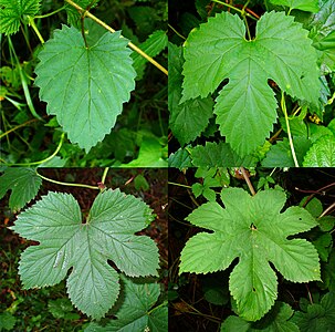 Humulus lupulus Leaf development: Young, simple leaf to 3, 5, and the 7 lobes of the full-grown leaf