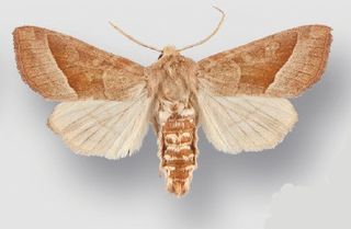 <i>Hydraecia obliqua</i> Species of moth