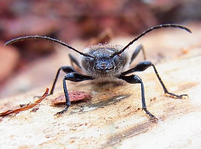 Жук в муравейнике. Hylotrupes bajulus. Hylotrupes. Стругацкие Жук в муравейнике. Жить как Жук в муравейнике.