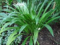 Hymenocallis speciosa Salisb.