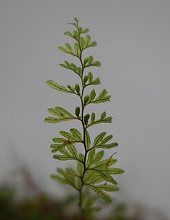 <i>Hymenophyllum peltatum</i> Species of fern