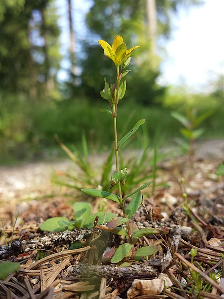 File:Hypericum humifusum sl9.jpg