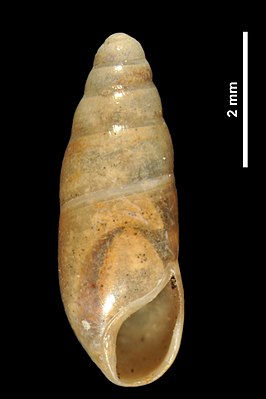 Hypnophila remyi