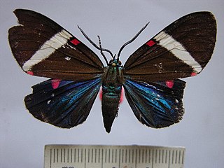 <i>Hypocrita excellens</i> Species of moth