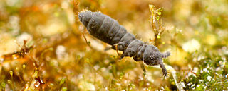 <span class="mw-page-title-main">Hypogastruroidea</span> Superfamily of springtails