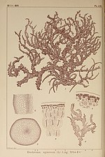 Thumbnail for File:Icones of Japanese algae (Pl. LXI) (6049913367).jpg