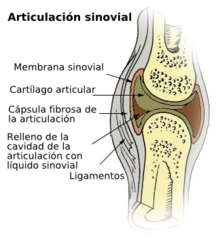 Illu synovial joint.es.png