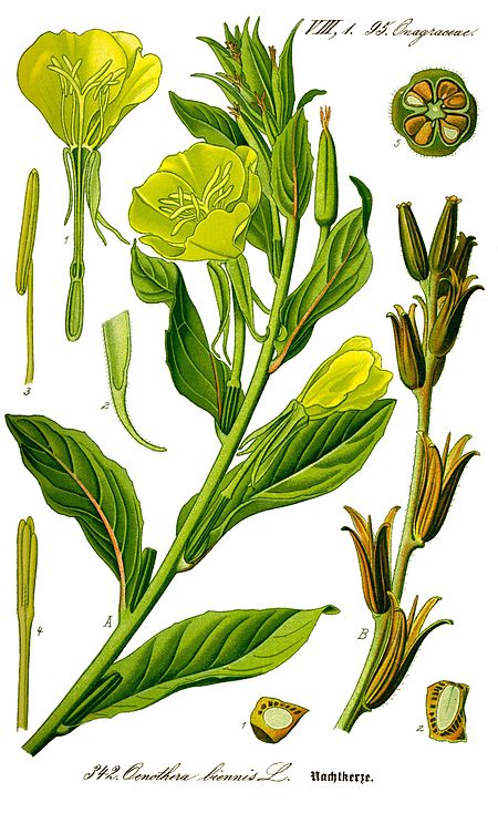 Illustration Oenothera biennis0 clean.jpg