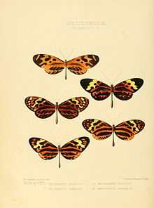 Top figure is M. mazaeus Illustrations of new species of exotic butterflies Mechanitis II.jpg